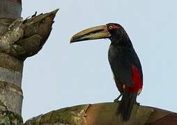 Pale-mandibled Aracari