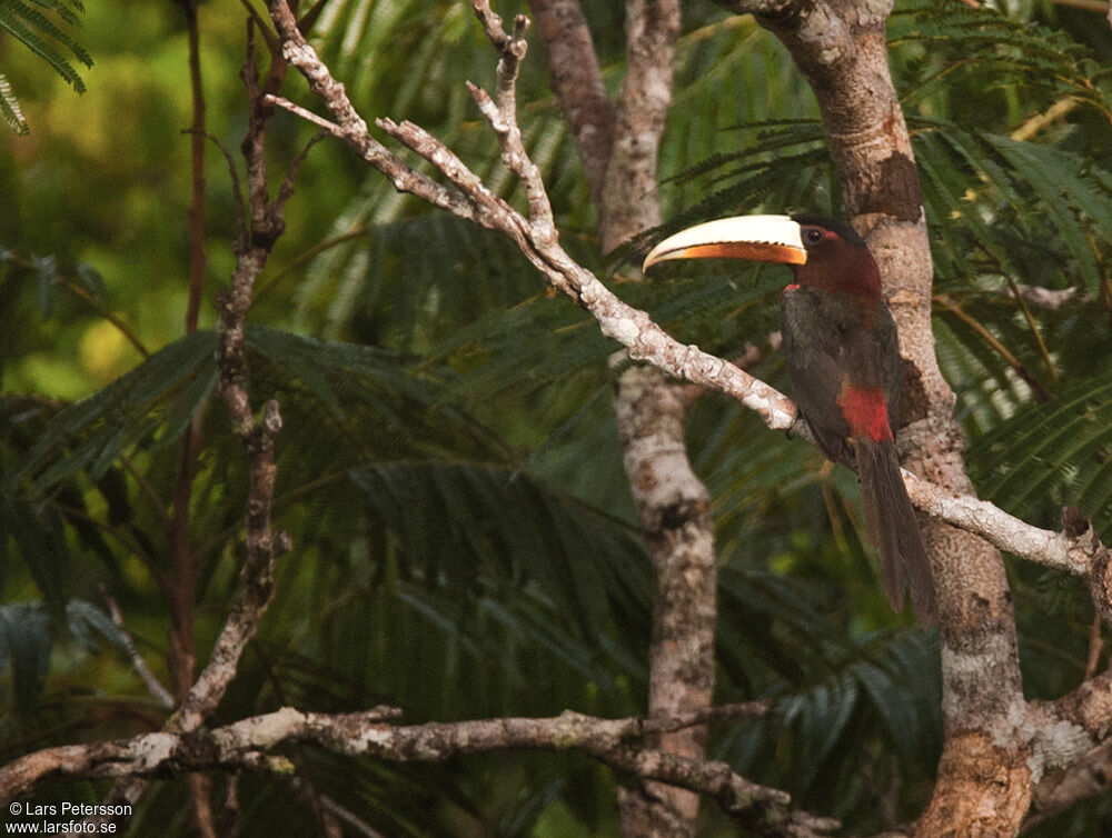 Ivory-billed Aracari