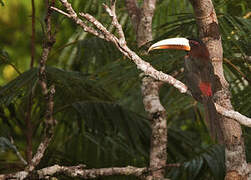 Ivory-billed Aracari