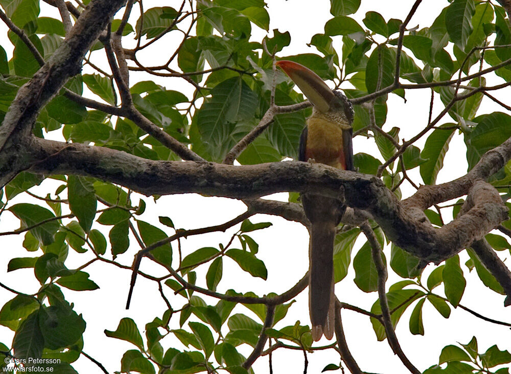 Curl-crested Aracari