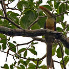 Araçari de Beauharnais