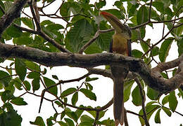 Curl-crested Aracari