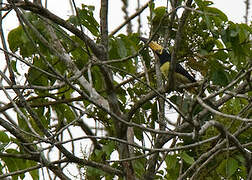 Lettered Aracari