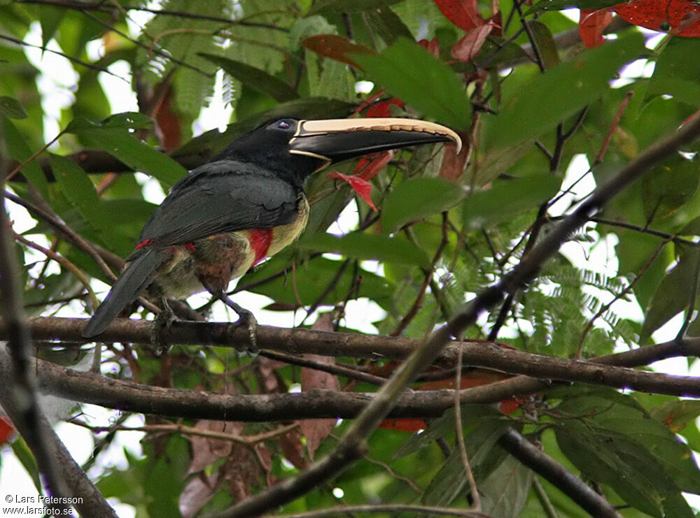 Black-necked Aracari