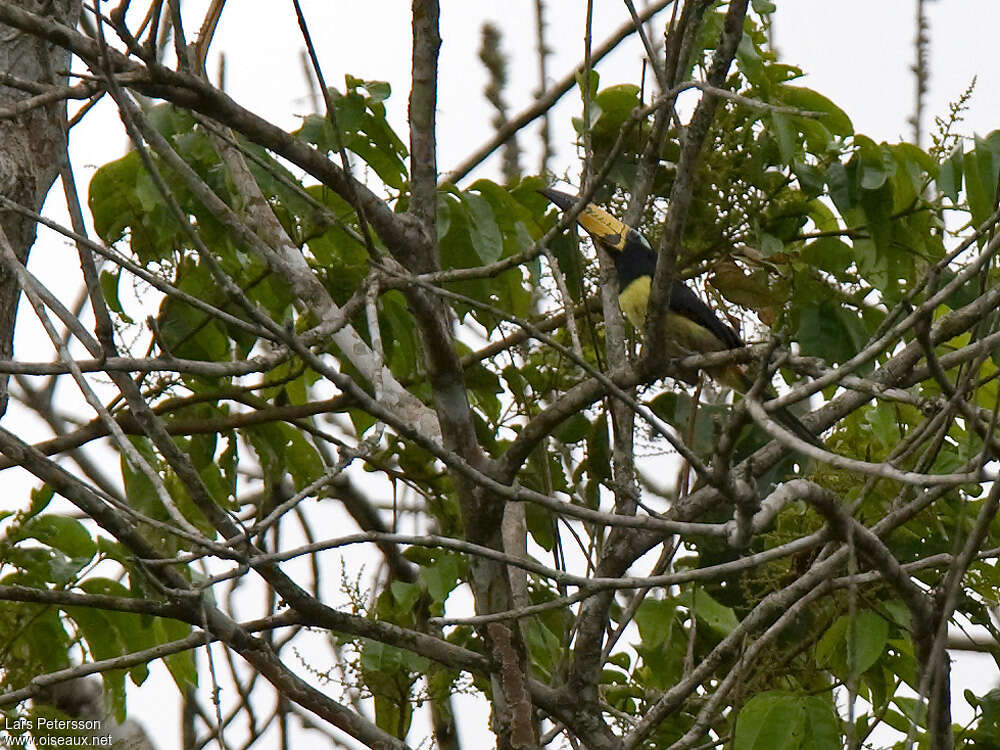 Araçari marqué adulte, identification