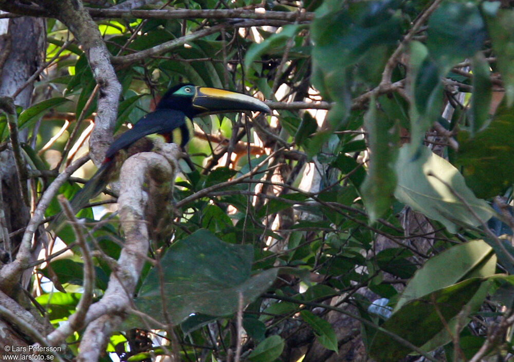 Many-banded Aracari