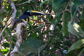 Many-banded Aracari