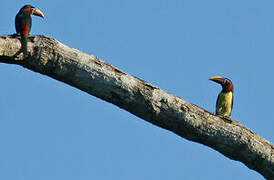 Green Aracari