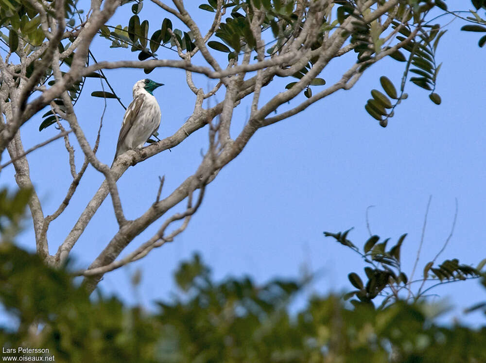 Bare-throated Bellbirdadult