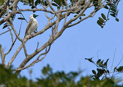 Bare-throated Bellbird