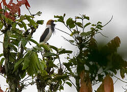 Bearded Bellbird