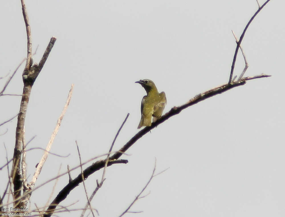 White Bellbird female adult, identification