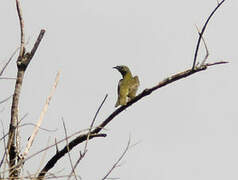 White Bellbird