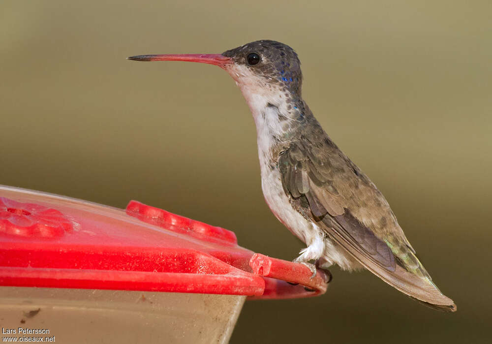 Violet-crowned Hummingbirdadult, identification