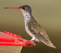 Violet-crowned Hummingbird