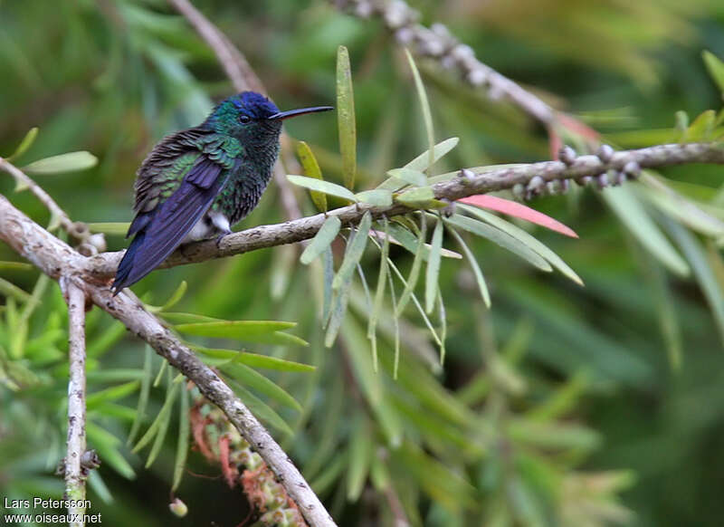 Indigo-capped Hummingbird male adult, habitat, pigmentation