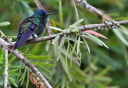 Indigo-capped Hummingbird