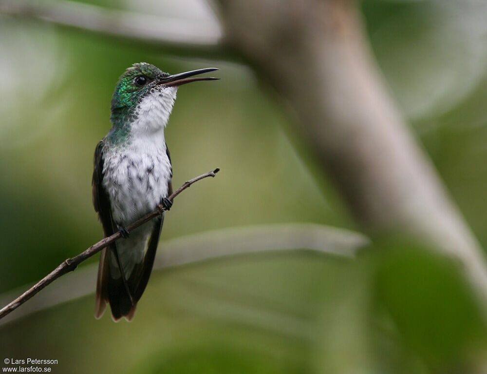 White-chested Emerald