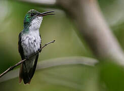 White-chested Emerald