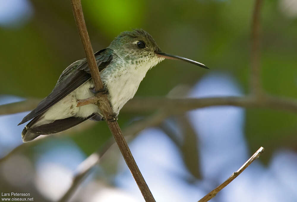 White-bellied Hummingbirdadult, identification