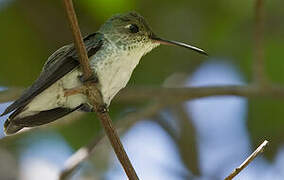 White-bellied Hummingbird