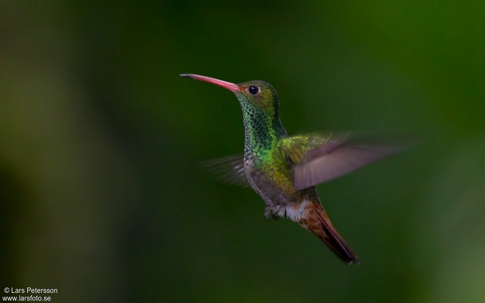 Rufous-tailed Hummingbird