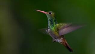 Rufous-tailed Hummingbird