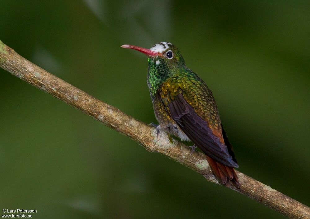 Rufous-tailed Hummingbird