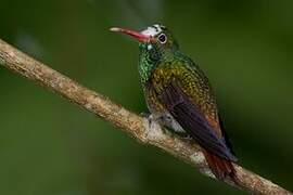 Rufous-tailed Hummingbird