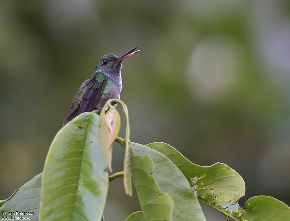 Blue-chested Hummingbird