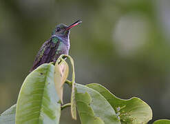 Blue-chested Hummingbird