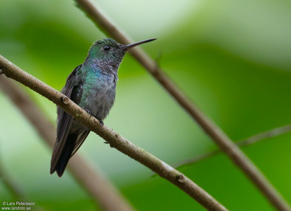 Blue-chested Hummingbird