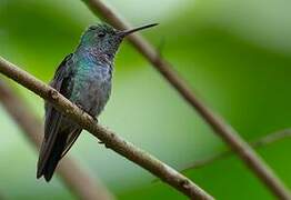 Blue-chested Hummingbird