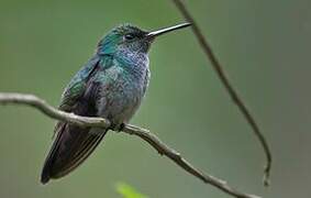 Blue-chested Hummingbird