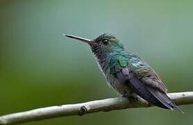 Blue-chested Hummingbird