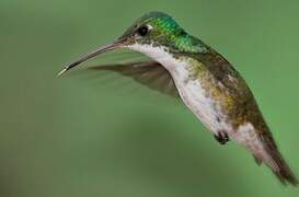 Andean Emerald