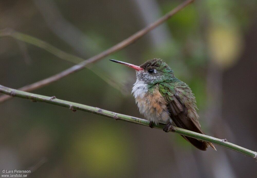 Amazilia Hummingbird