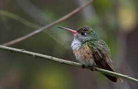 Amazilia Hummingbird