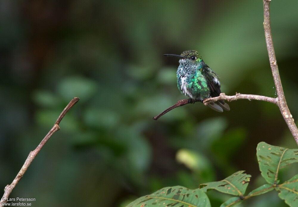 Glittering-throated Emerald