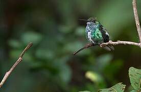 Glittering-throated Emerald