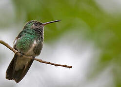 Glittering-throated Emerald