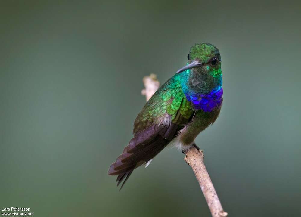 Purple-chested Hummingbird, identification