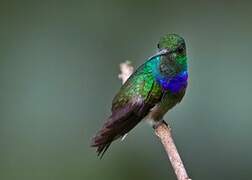 Purple-chested Hummingbird