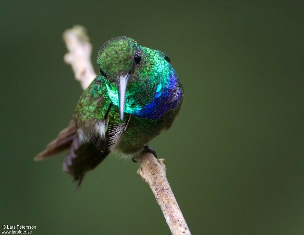 Purple-chested Hummingbird