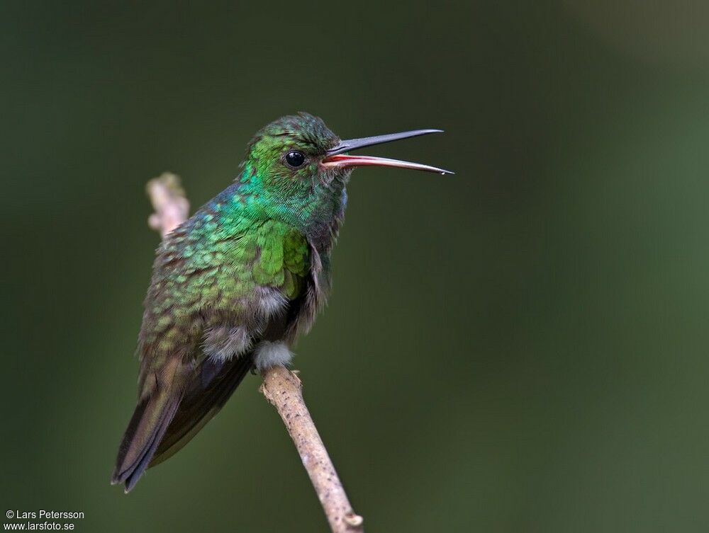 Purple-chested Hummingbird