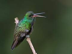 Purple-chested Hummingbird