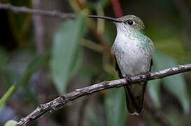 Green-and-white Hummingbird