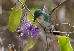 Plain-bellied Emerald