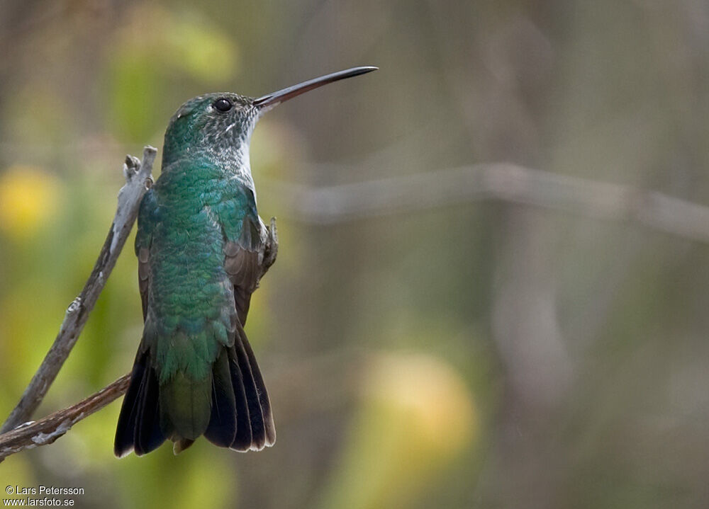 Plain-bellied Emerald