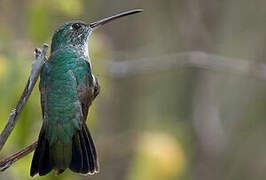 Plain-bellied Emerald